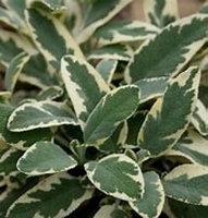 Salvia Berggarten Variegata Culinary Attracts butterflies