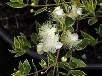 Myrthus communis variegata Kulinarisch und medizinisch