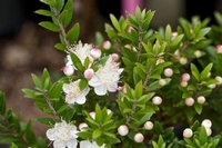 Myrthus communis tarentina Forme naine Culinaire