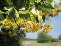 Tillia cordata Edible as salad - Lime blossom tea