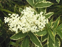 Sambucus nigra aureomarginata – Vogelfutter