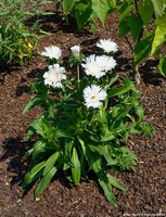 Stokesia divinity – Attracts butterflies - Cut flower