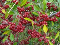 Eleagnus umbelata – Essbare süße Beeren