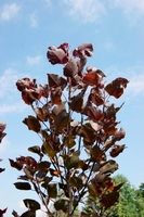Populus deltoides purple tower – Violette Säulenpappel