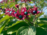 Clerodendrum trichotomum fargesii - Harlequin Glorybower
