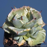 Agave potatorum dwarf  –  Miniatur-Agave.
