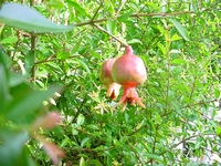 Punica granatum