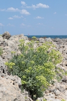 Crithmum maritimum – Meerfenchel - Kulinarisch