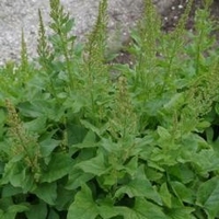 Chenopodium bonus-henricus–Bon Henri-Culinaire