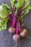 Beta vulgaris Rhabarber-Mangold – Immergrüner roter Mangold