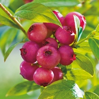 Vaccinium corymbosum Pink Berry - Roze vruchten
