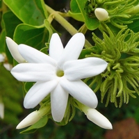 Jasminum sambac – Jasmin d'Arabie - Thé au jasmin