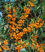 Hippophae rhamnoies friesdorfer orange – Auto-pollinisateur