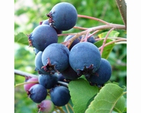 Amelanchier alnifolia Thiesen - auto-pollinisateur