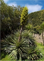 Puya Chilensis