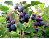 Amelanchier alnifolia ‚Northline‘ – selbstbestäubend