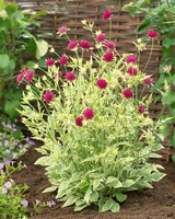 Knautia macedonica ‚Thunder And Lightning‘ ®