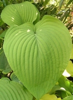 Hosta T Rex – Eine riesige Hosta