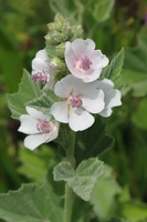 Althaea officinalis Eibischwurzel Kulinarisch Medizinisch