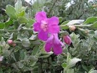 Atriplex halimus       Edible maritime plant