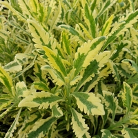 Lavande Allardii Meerlo® à feuillage panaché