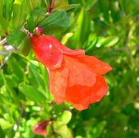 Punica granatum nana   Zwerggranatapfel