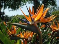 Strelitzia Reginae