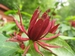 Calycanthus floridus -