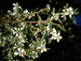 Leptospermum laevigatum