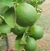 Citrus latifolia lime verde