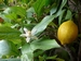 Citrus lemon