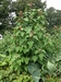 L'épinard-en-arbre - Chenopodium giganteum -