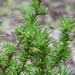 Olijfkruid (Santolina viridis)