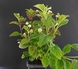Aztec sweet herb - Lippia dulcis