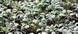 Rumex scutatus silver leaf - French sorrel
