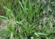 Sweet grass - Hierochloe odorata