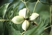 Pecan nuss baum -  Carya illinoinensis