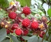 wijnbes - Rubus phoenicolasius