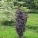 Black Elderberry - Sambucus Nigra Black Tower