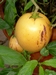Pepino - Solanum muricanum
