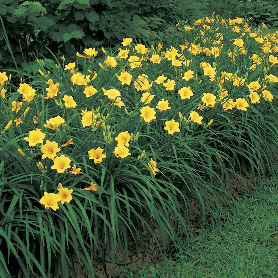 Daglelie Eetbare Hemerocallis hybride Stella d'Oro